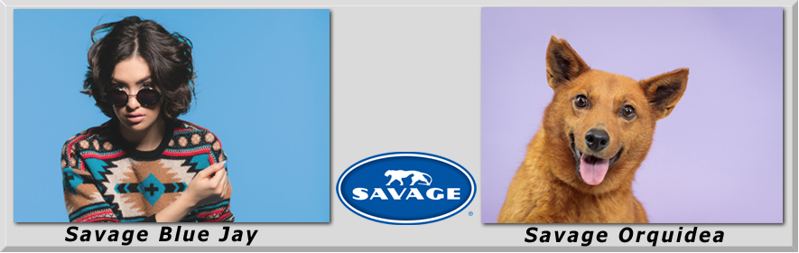 Savage Blue jay y Orquidea